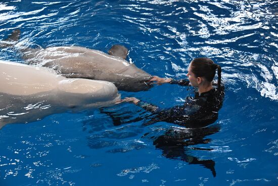 Russia Oceanarium Beluga Whales