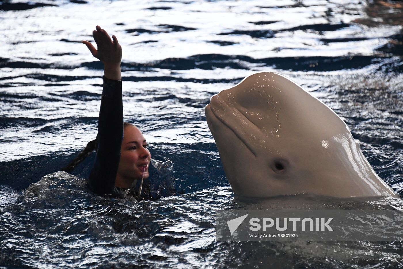 Russia Oceanarium Beluga Whales