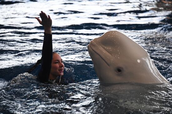 Russia Oceanarium Beluga Whales
