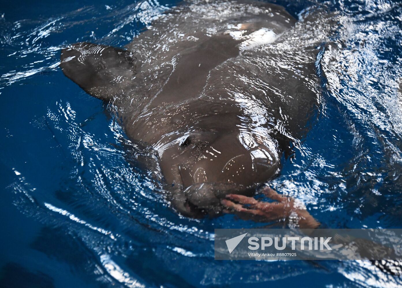 Russia Oceanarium Beluga Whales