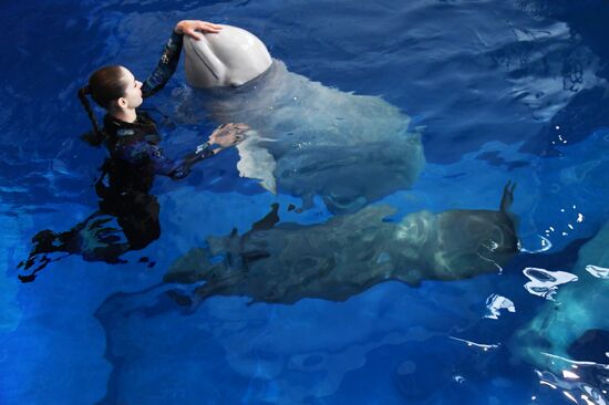 Russia Oceanarium Beluga Whales