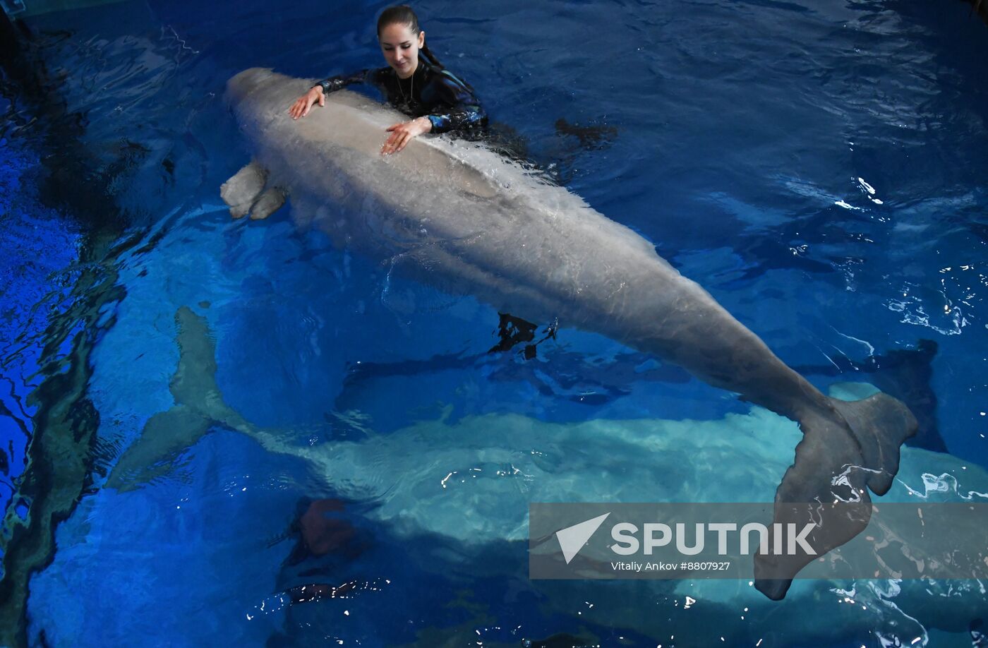 Russia Oceanarium Beluga Whales