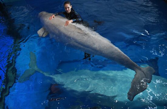 Russia Oceanarium Beluga Whales