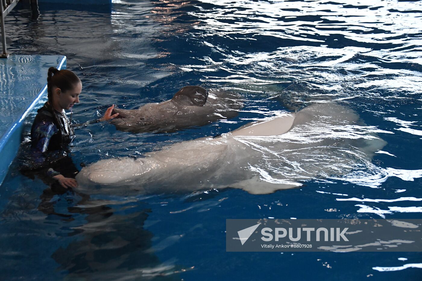 Russia Oceanarium Beluga Whales