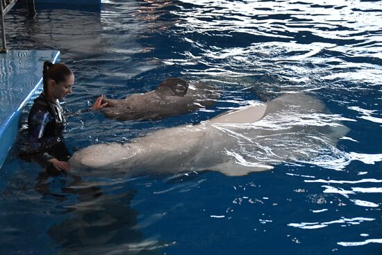 Russia Oceanarium Beluga Whales