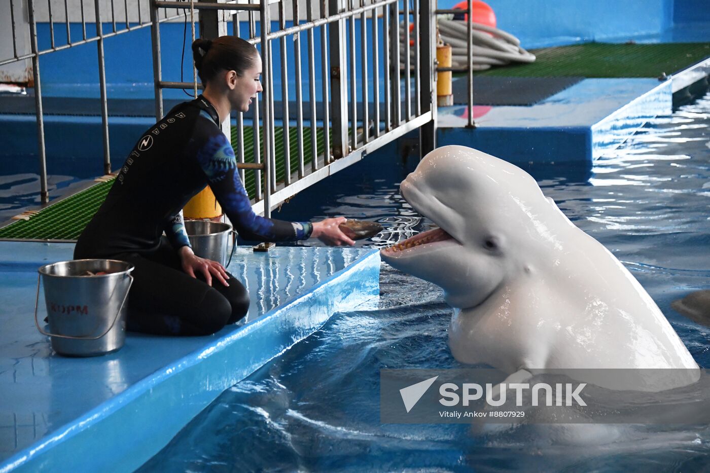 Russia Oceanarium Beluga Whales
