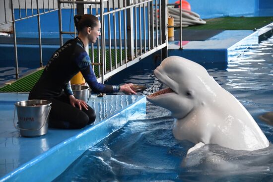 Russia Oceanarium Beluga Whales