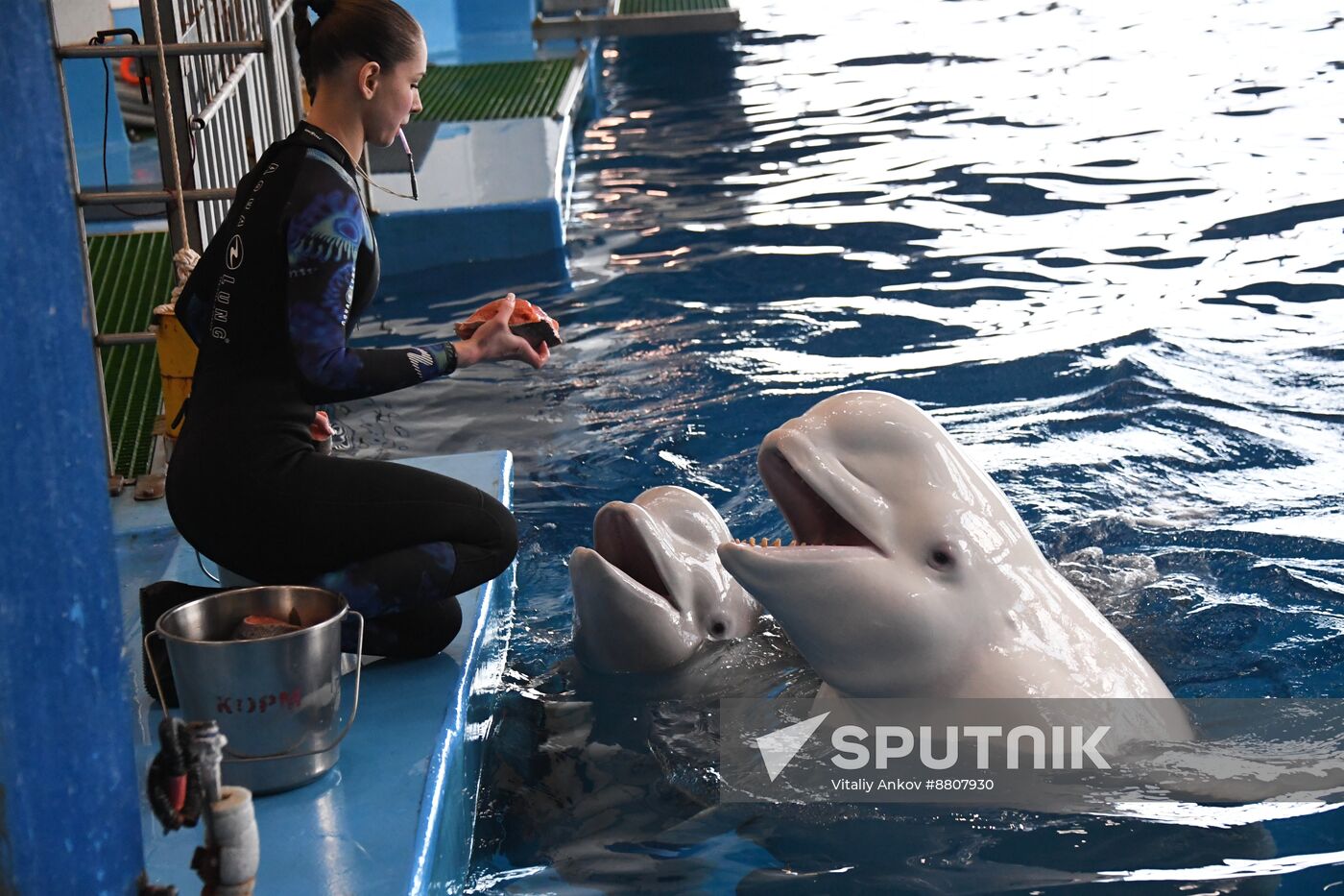 Russia Oceanarium Beluga Whales