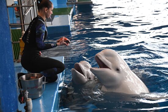 Russia Oceanarium Beluga Whales