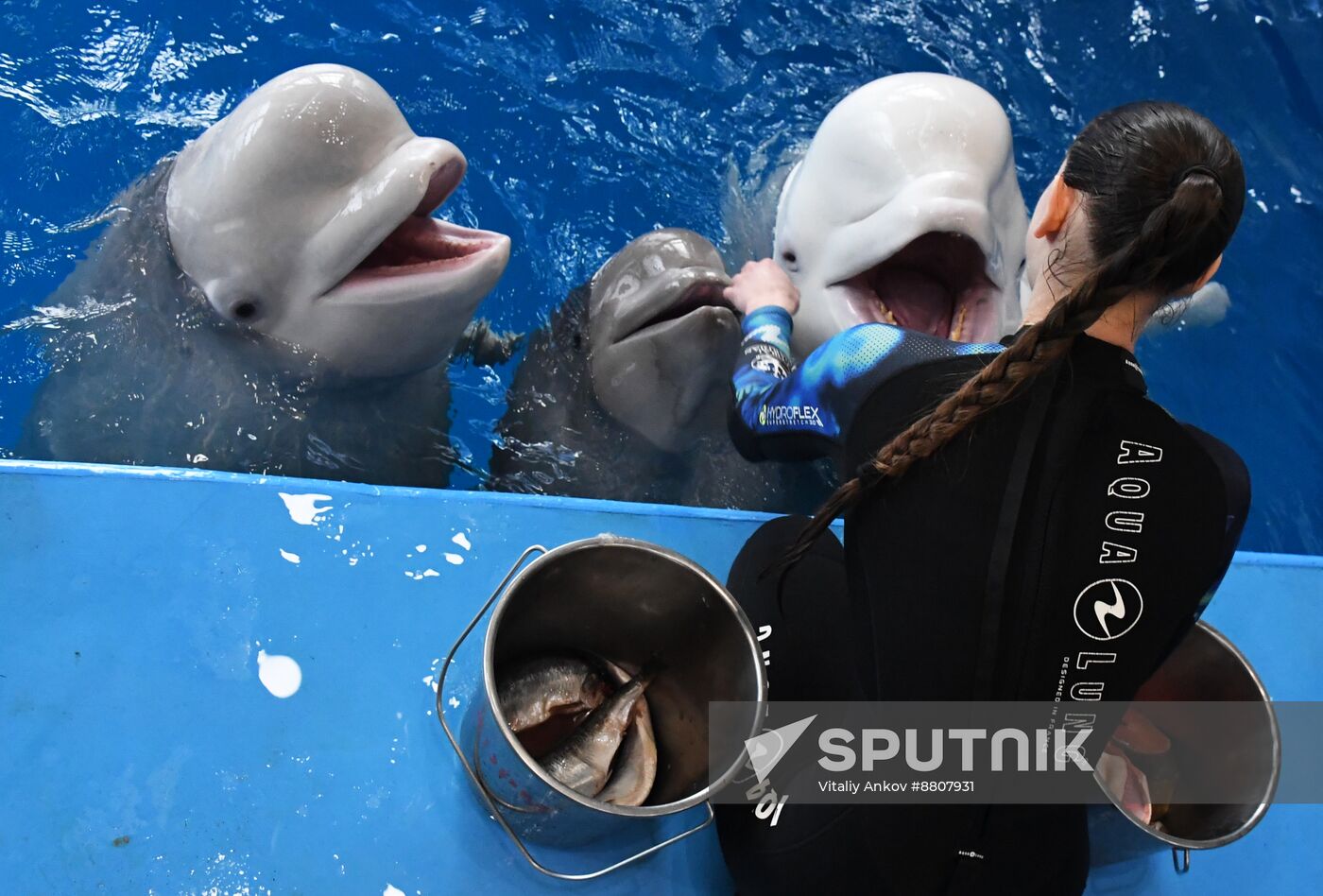 Russia Oceanarium Beluga Whales
