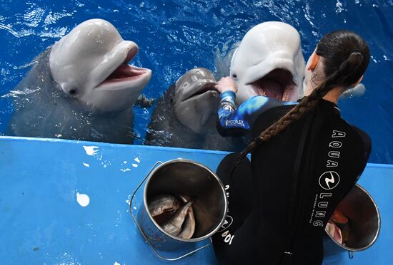 Russia Oceanarium Beluga Whales