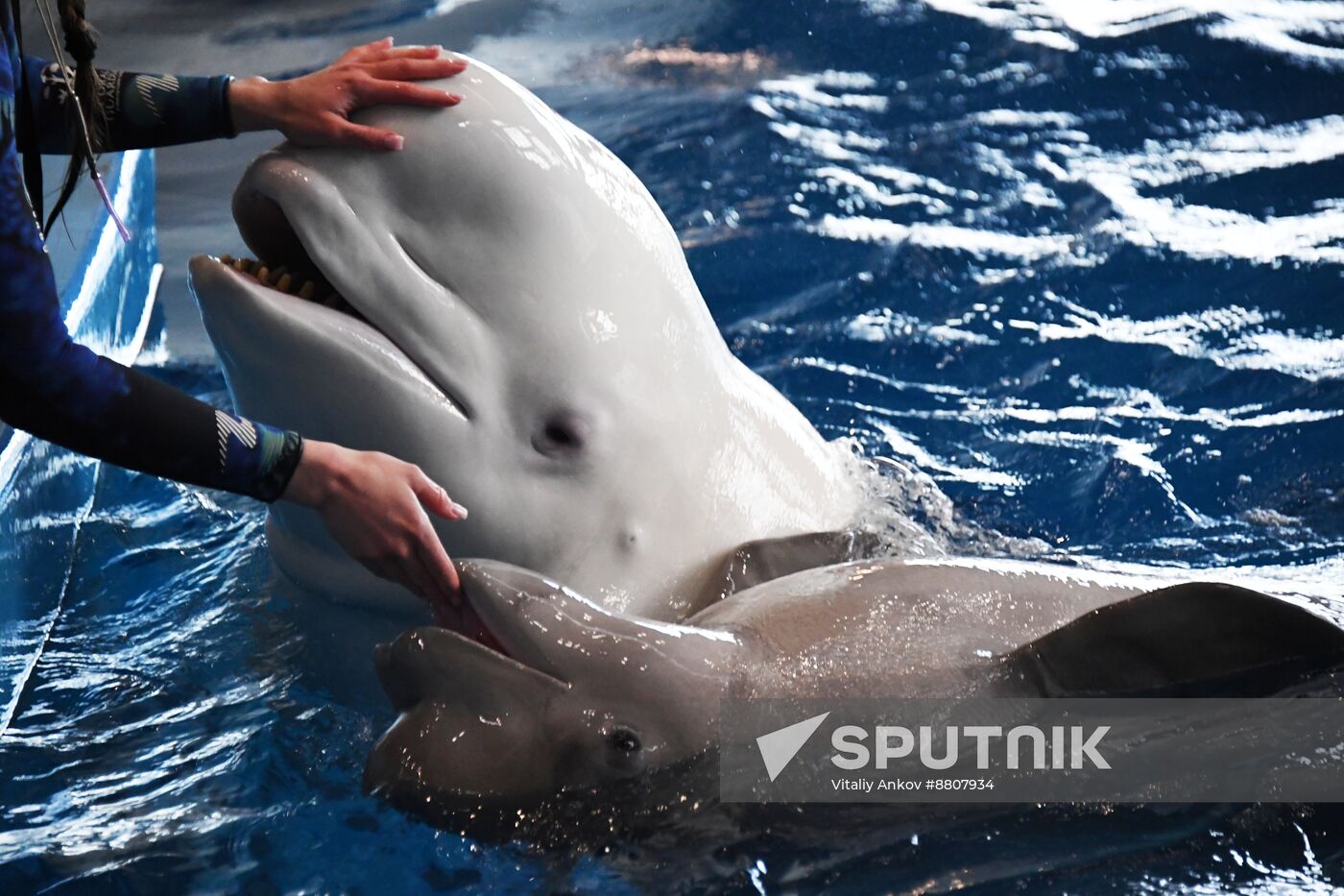 Russia Oceanarium Beluga Whales