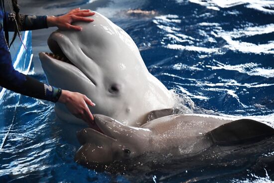 Russia Oceanarium Beluga Whales