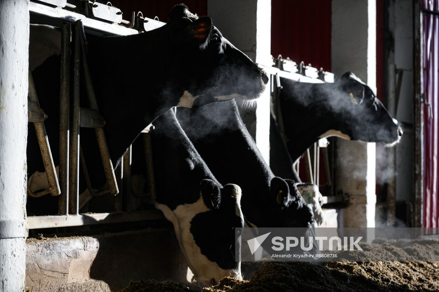 Russia Dairy Industry