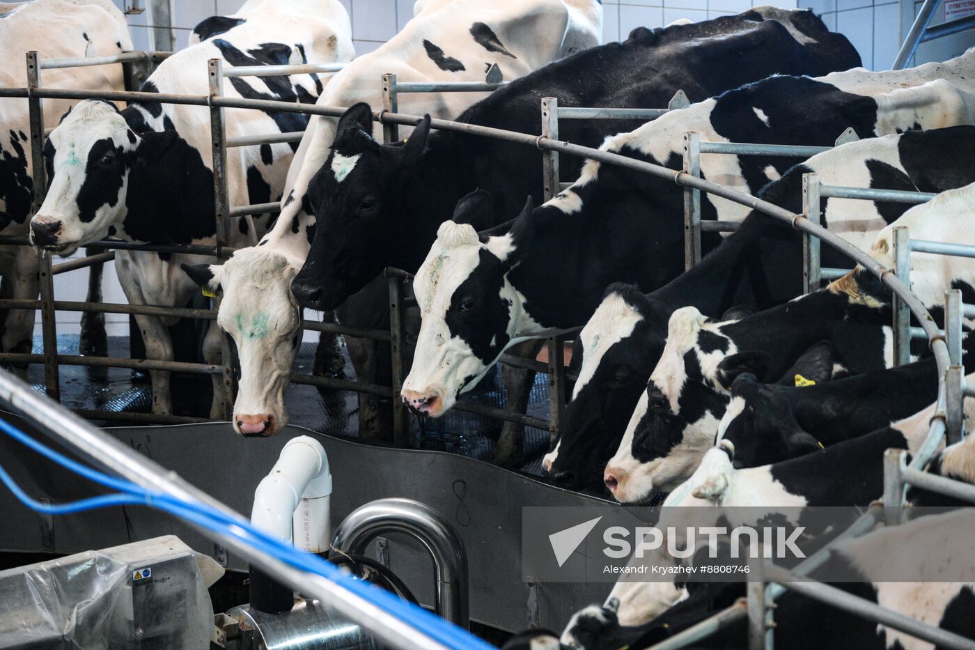 Russia Dairy Industry