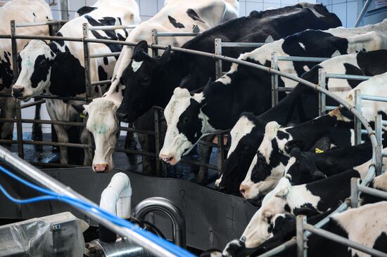 Russia Dairy Industry