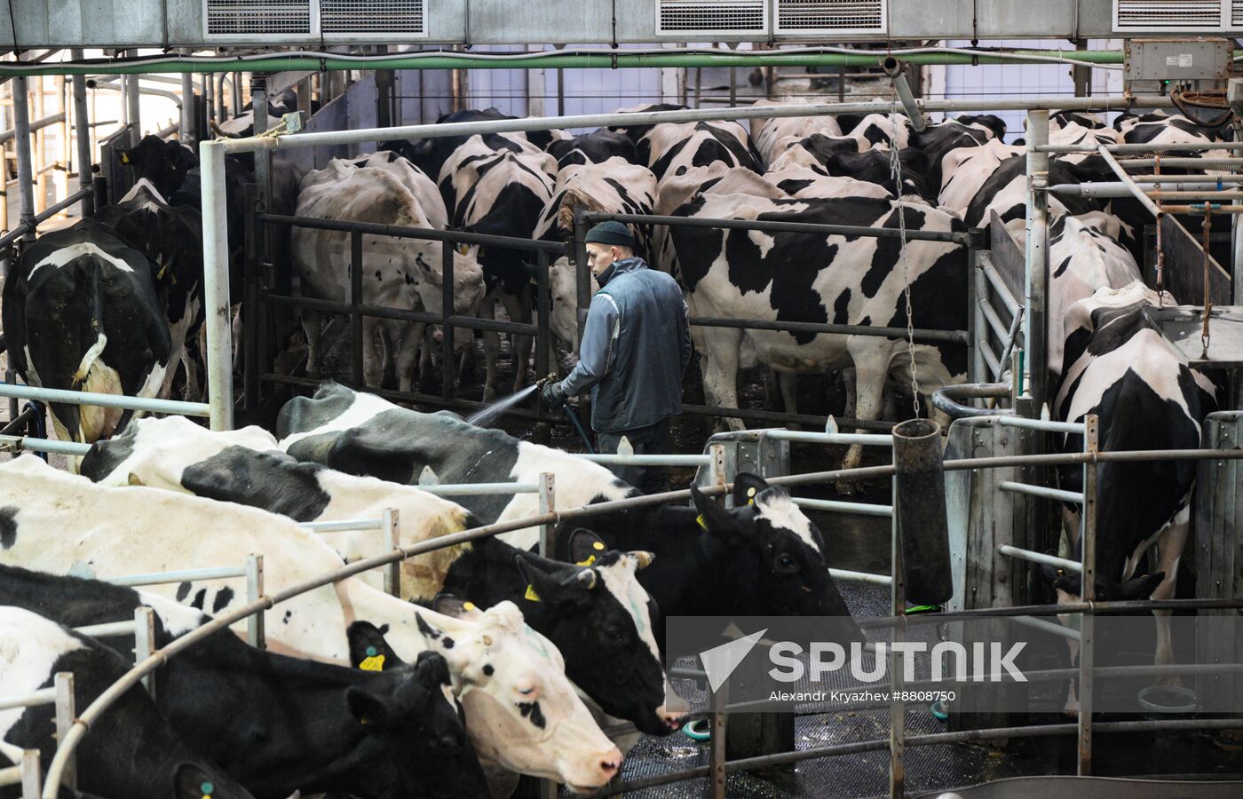 Russia Dairy Industry