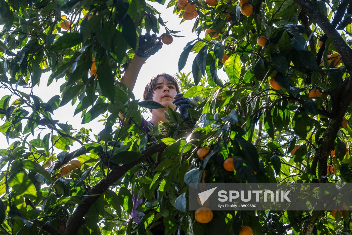 Abkhazia Agriculture Mandarines Harvesting