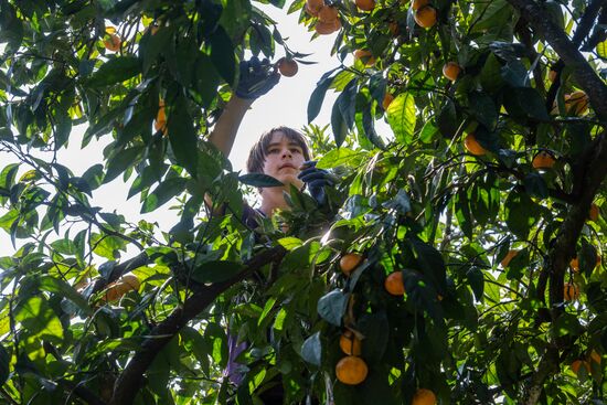 Abkhazia Agriculture Mandarines Harvesting