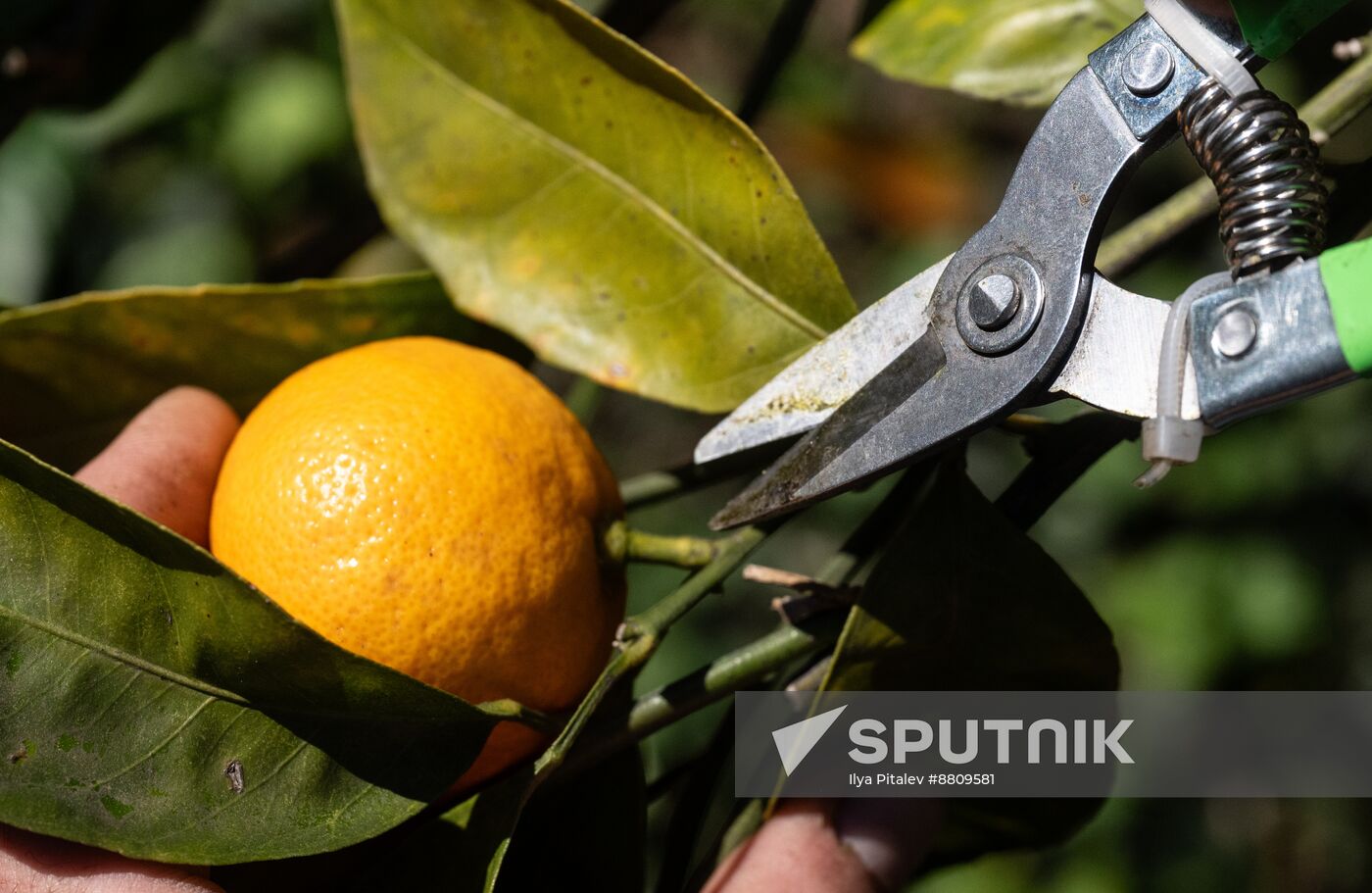 Abkhazia Agriculture Mandarines Harvesting