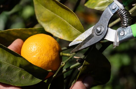 Abkhazia Agriculture Mandarines Harvesting