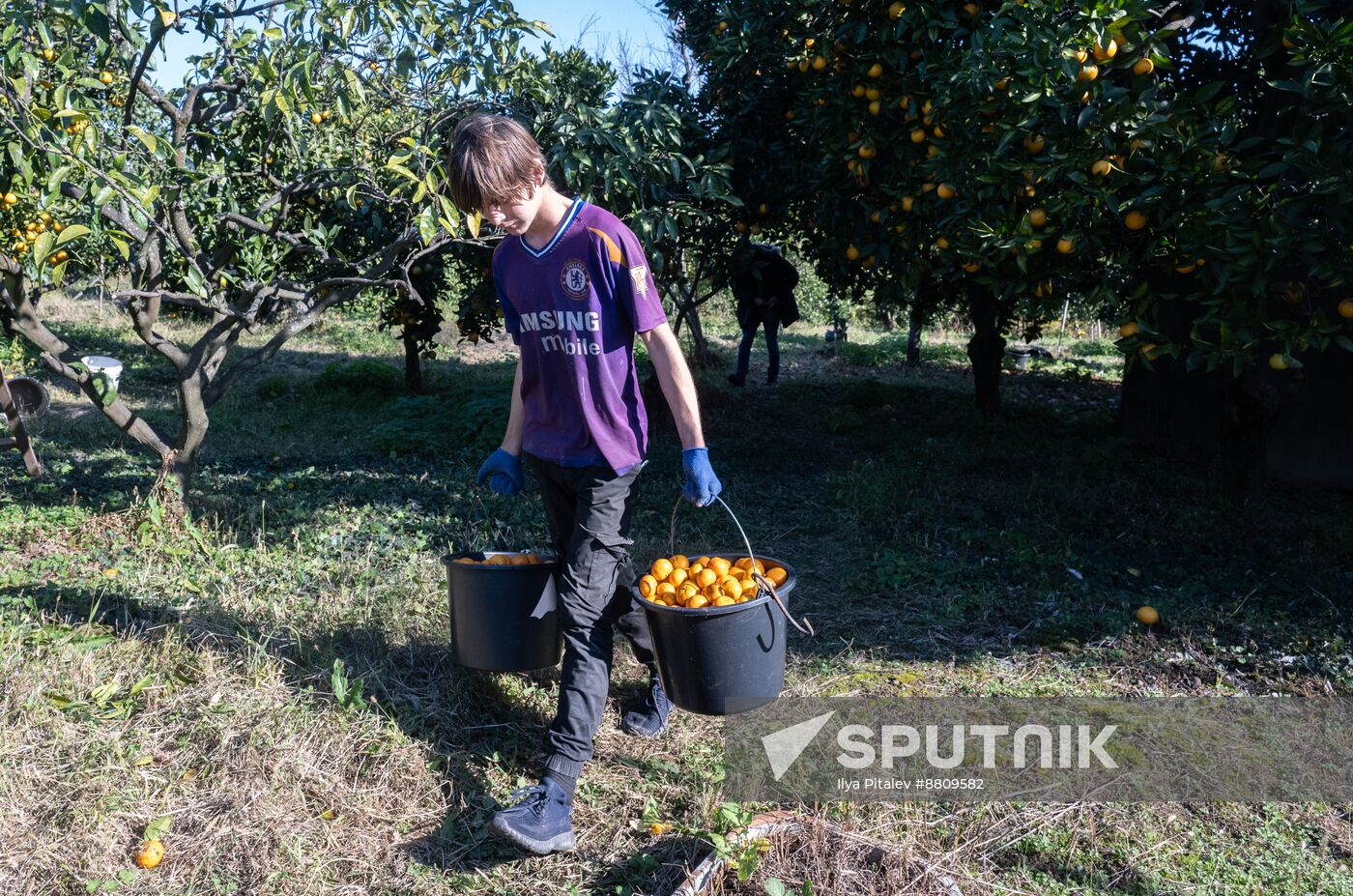 Abkhazia Agriculture Mandarines Harvesting