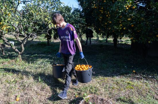 Abkhazia Agriculture Mandarines Harvesting