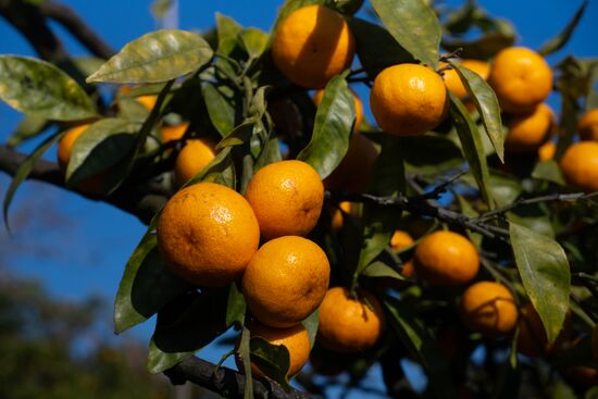 Abkhazia Agriculture Mandarines Harvesting