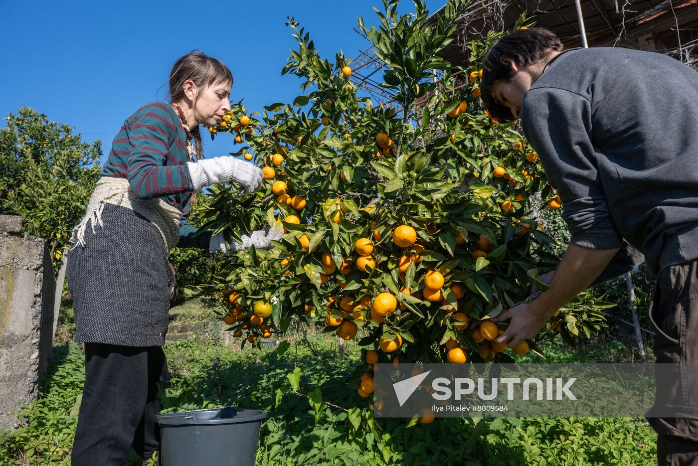Abkhazia Agriculture Mandarines Harvesting