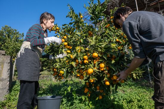 Abkhazia Agriculture Mandarines Harvesting