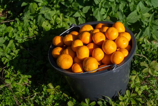 Abkhazia Agriculture Mandarines Harvesting