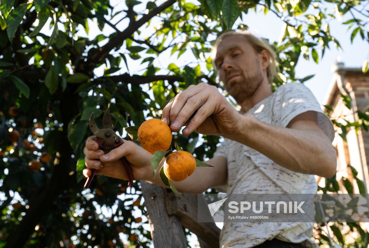 Abkhazia Agriculture Mandarines Harvesting