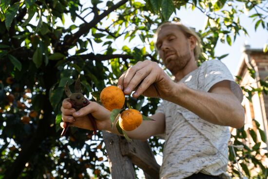 Abkhazia Agriculture Mandarines Harvesting