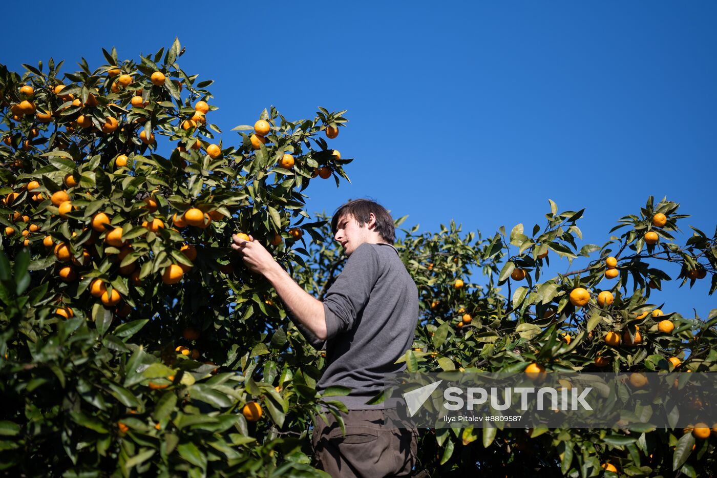 Abkhazia Agriculture Mandarines Harvesting