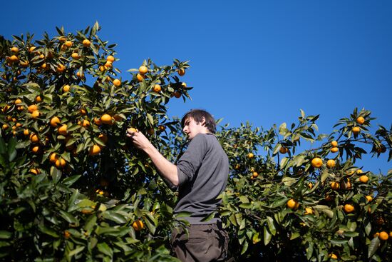 Abkhazia Agriculture Mandarines Harvesting