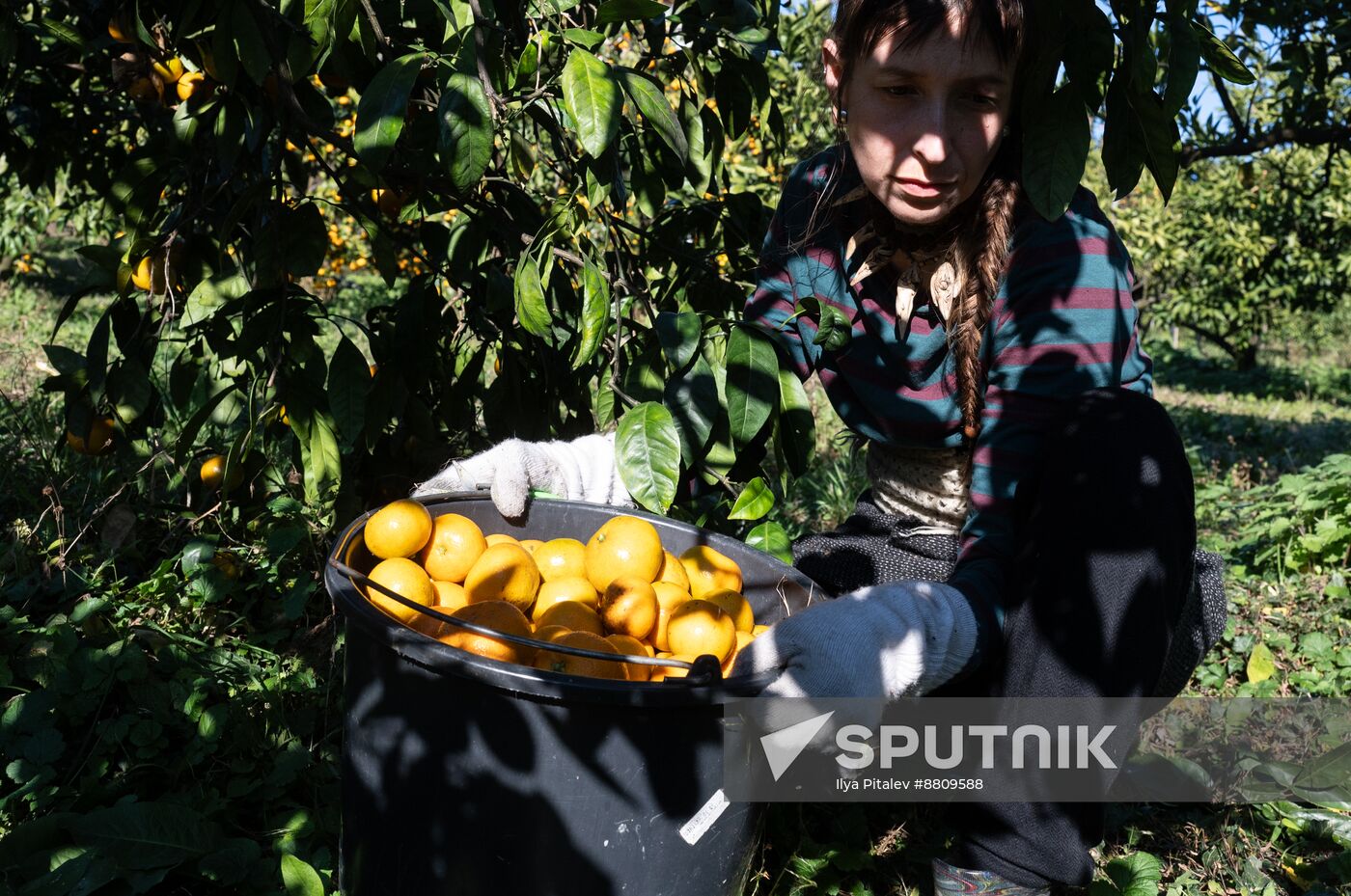 Abkhazia Agriculture Mandarines Harvesting