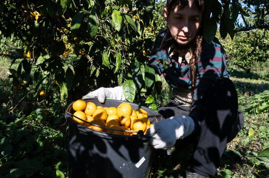 Abkhazia Agriculture Mandarines Harvesting