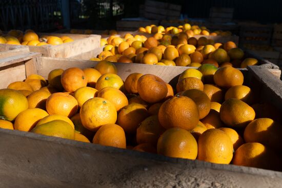 Abkhazia Agriculture Mandarines Harvesting