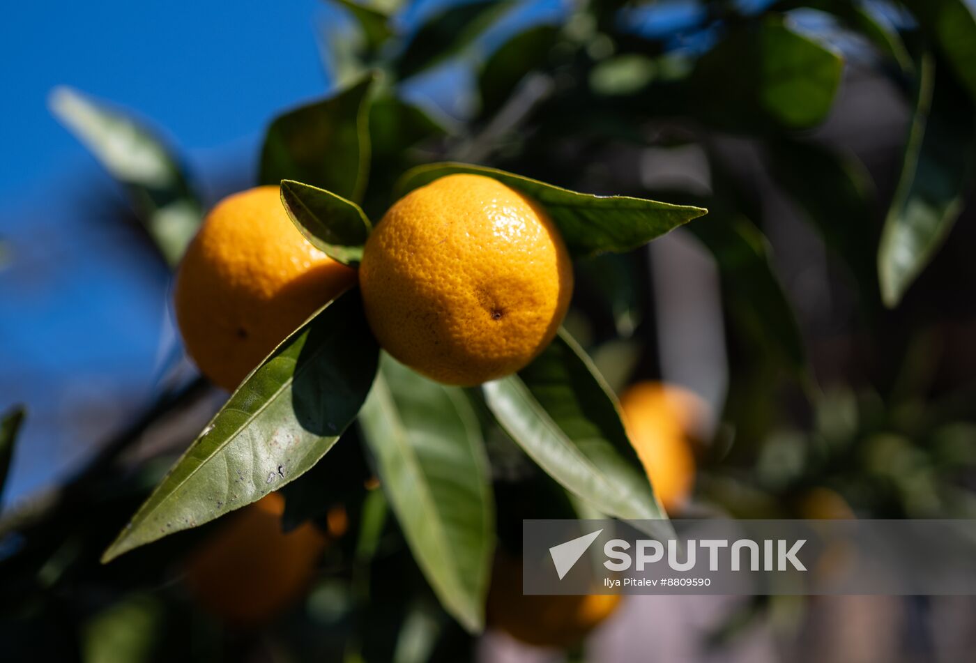 Abkhazia Agriculture Mandarines Harvesting