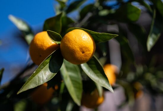 Abkhazia Agriculture Mandarines Harvesting