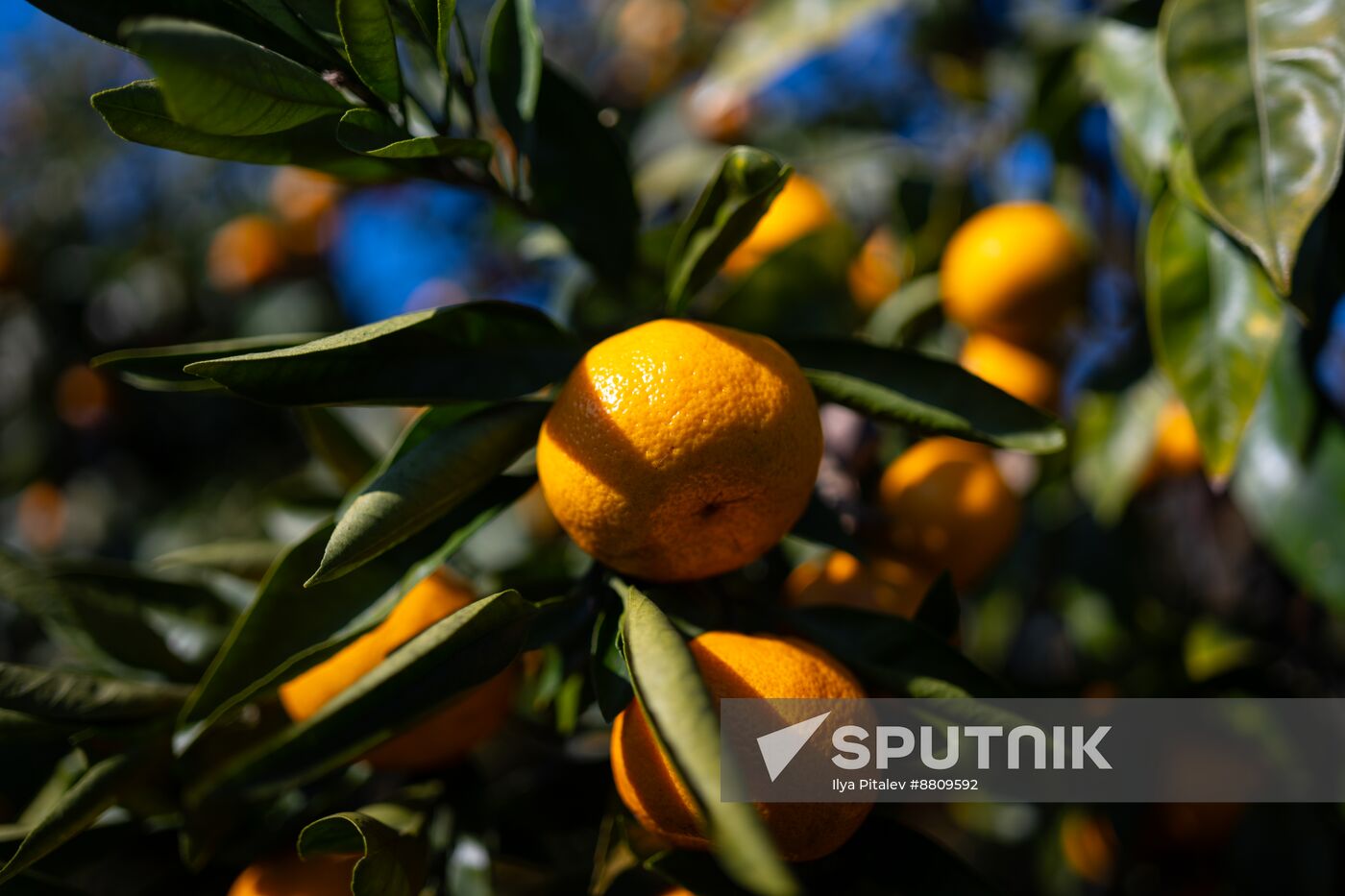 Abkhazia Agriculture Mandarines Harvesting