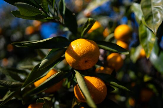 Abkhazia Agriculture Mandarines Harvesting