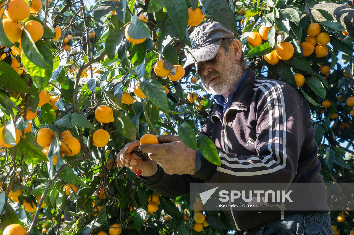 Abkhazia Agriculture Mandarines Harvesting