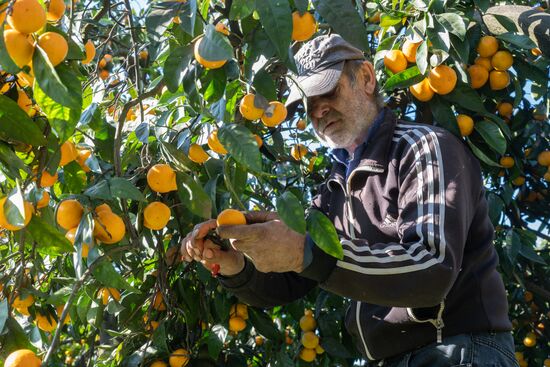 Abkhazia Agriculture Mandarines Harvesting