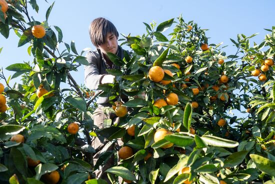 Abkhazia Agriculture Mandarines Harvesting