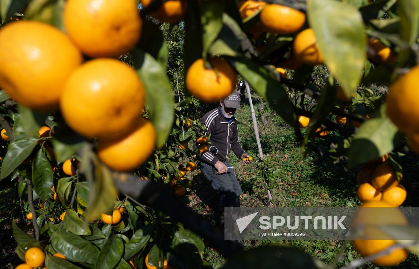 Abkhazia Agriculture Mandarines Harvesting