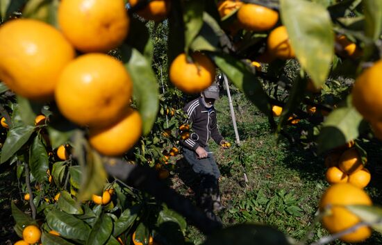 Abkhazia Agriculture Mandarines Harvesting