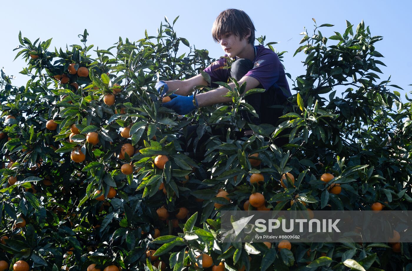 Abkhazia Agriculture Mandarines Harvesting
