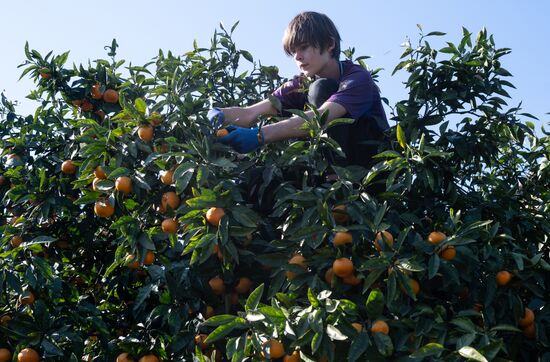 Abkhazia Agriculture Mandarines Harvesting