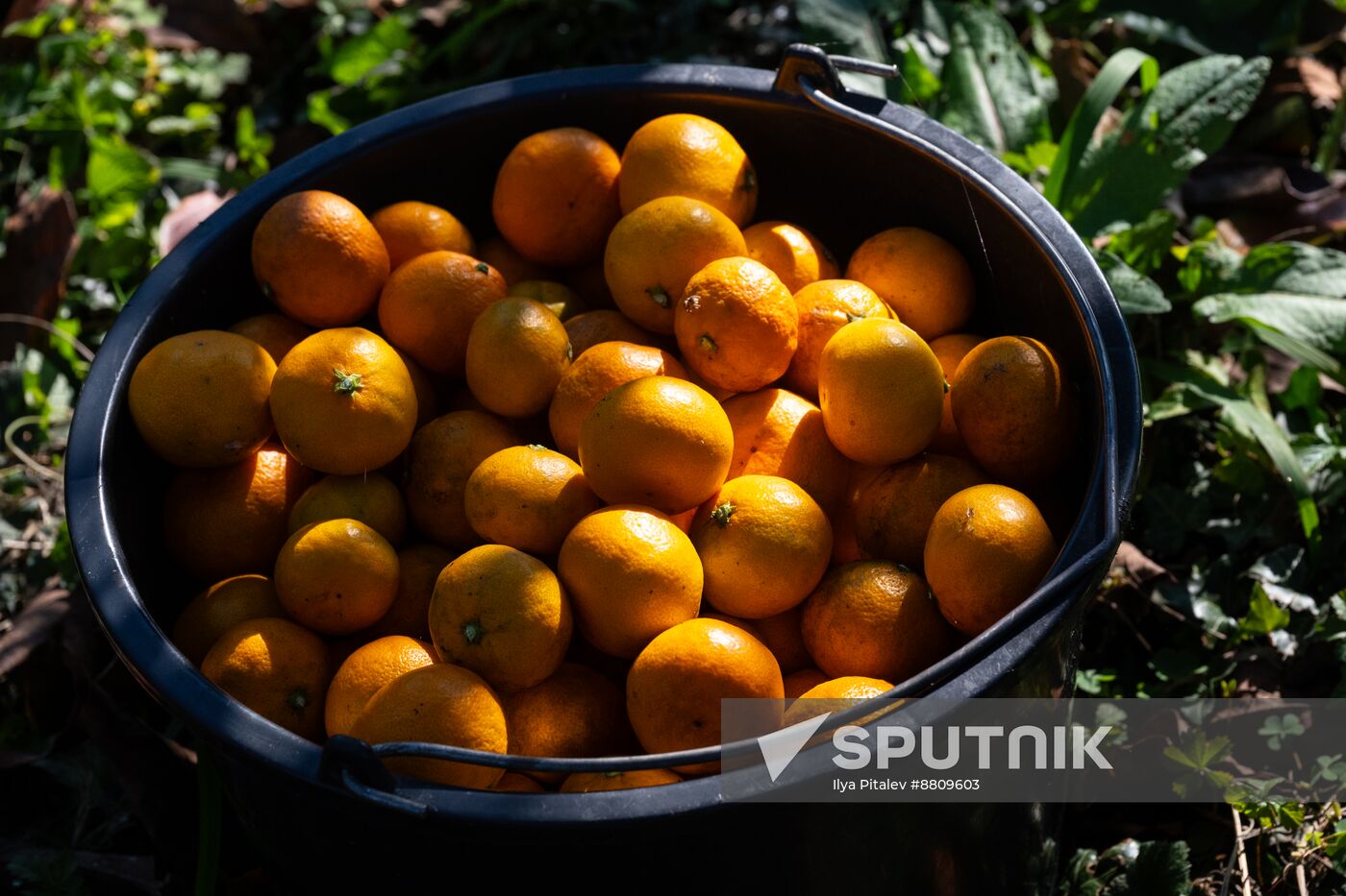 Abkhazia Agriculture Mandarines Harvesting